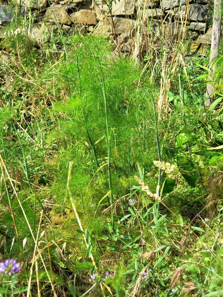 Fennel weed in Manarola (Liguria, Italy).