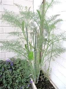 Fennel in a garden box. photo