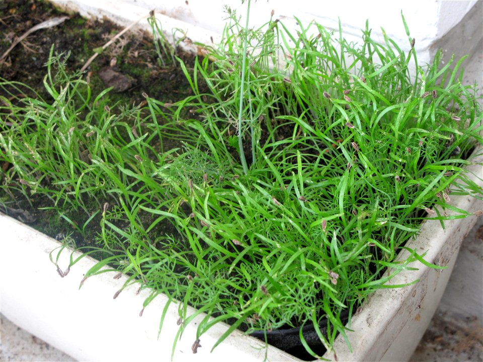 Fennel in a garden box.