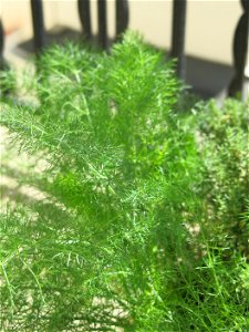 Fennel in a garden box. photo