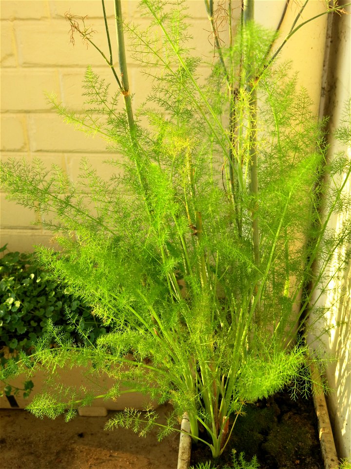 Fennel in a garden box.
