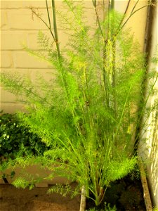 Fennel in a garden box. photo