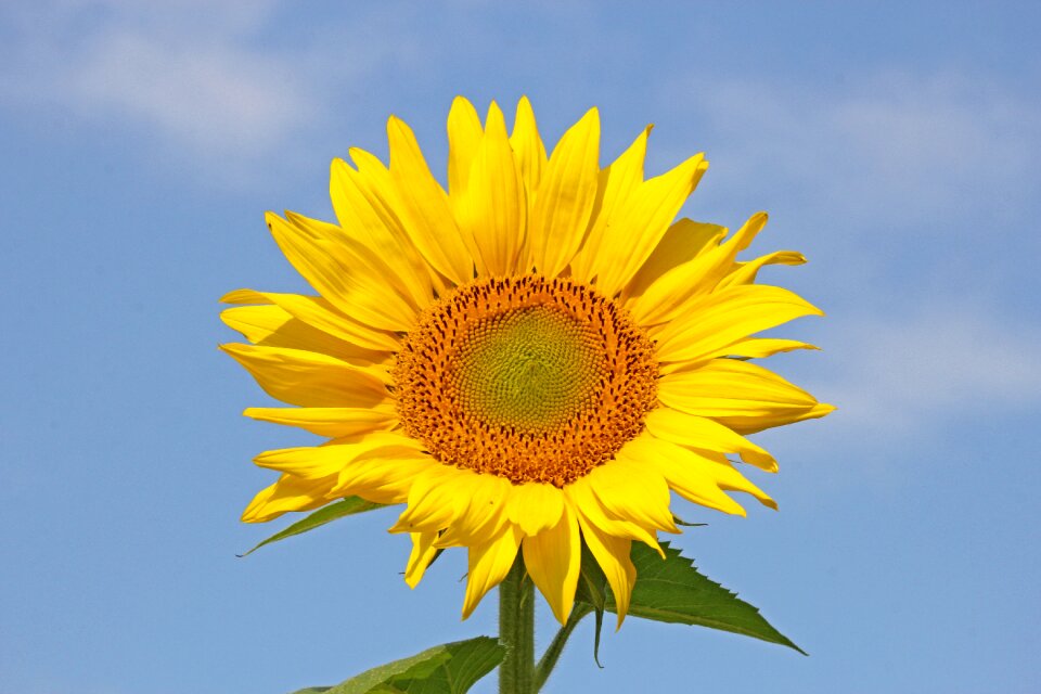 Background summer blossom