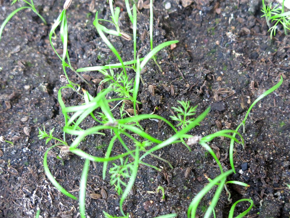 Fennel in a garden box.