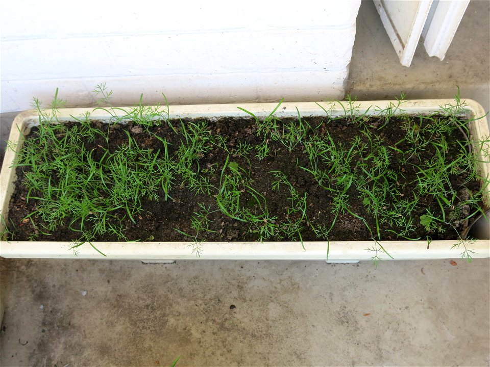 Fennel in a garden box.