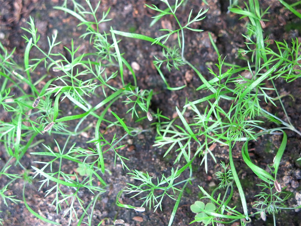 Fennel in a garden box.