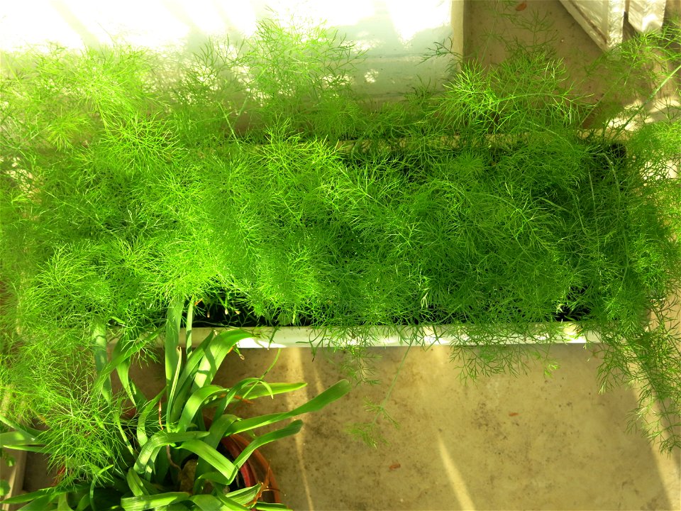Fennel in a garden box.