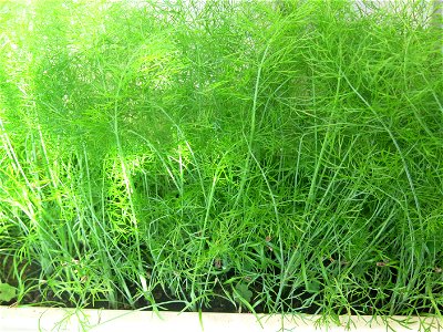 Fennel in a garden box. photo