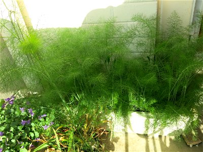 Fennel in a garden box. photo