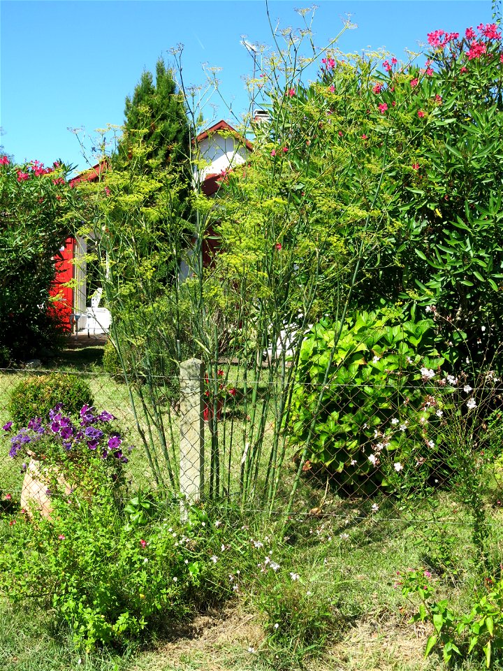 Cultivated fennel in a garden at Capbreton (Landes, France). Height : 2.2 m