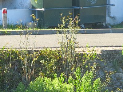 Fennel in the wild along the wall of the Boudigau river near the pont Lajus. Capbreton (Landes, France). Height : 1.7 m photo