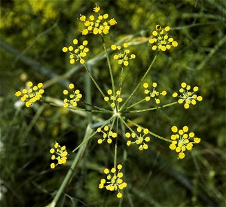 Fennel photo