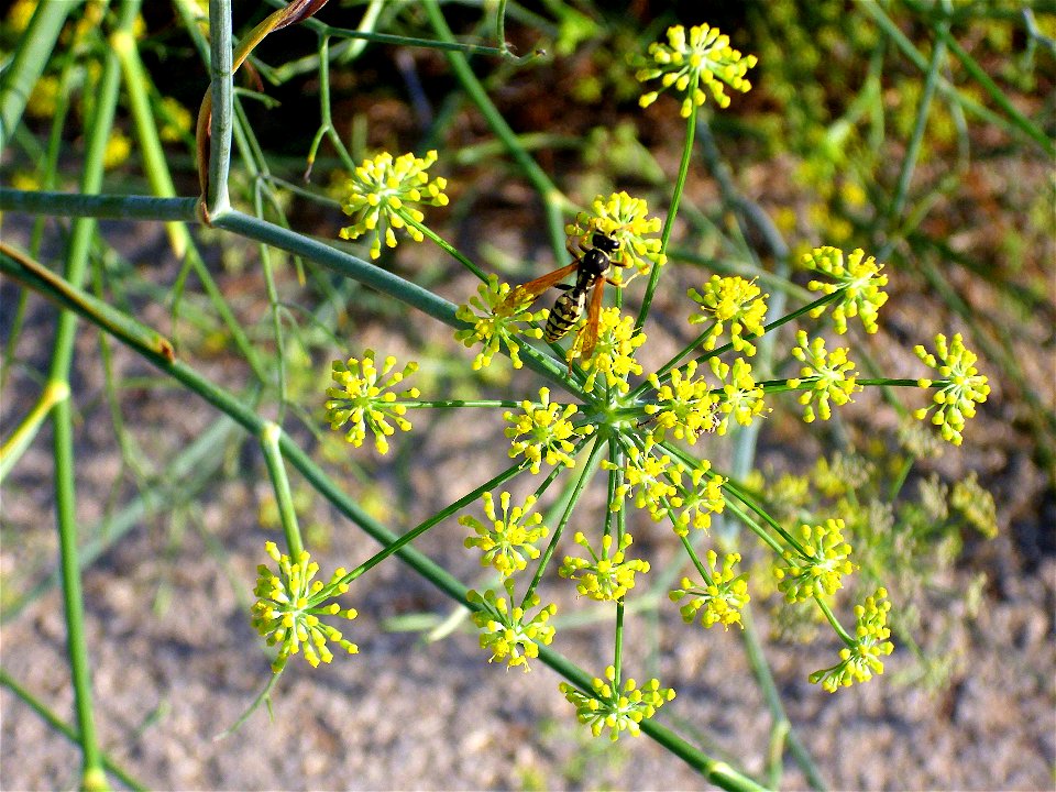 Foeniculum vulgare inflorescence close up, La Mata, Torrevieja, Alicante, Spain