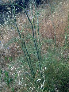 Foeniculum vulgare habit, Dehesa Boyal de Puertollano, Spain photo