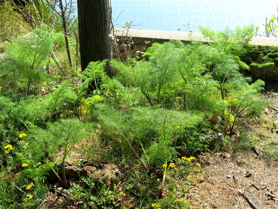 Foeniculum vulgare in the wild in Grimaldi (Liguria, Italy) on the road between Menton and Ventimiglia.