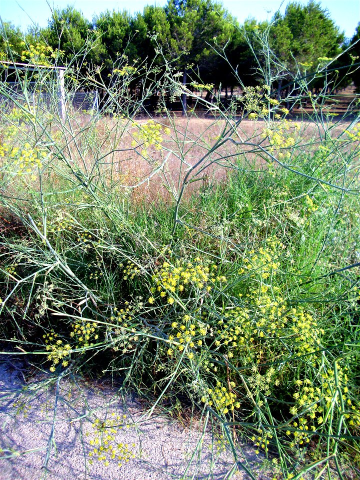 Foeniculum vulgare habit, La Mata, Torrevieja, Alicante, Spain