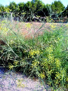 Foeniculum vulgare habit, La Mata, Torrevieja, Alicante, Spain photo