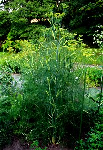 Fennel, Foeniculum vulgare from Botanical Garden of Charles University in Prague, Czech Republic