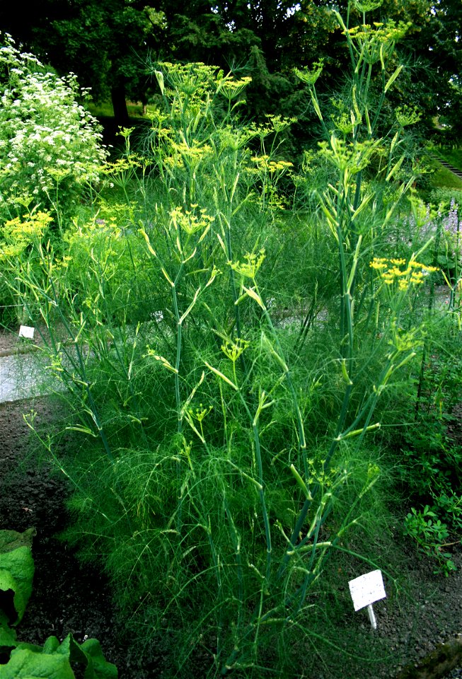 Fennel, Foeniculum vulgare from Botanical Garden of Charles University in Prague, Czech Republic