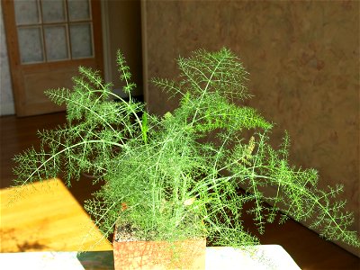 Fennel in a garden box. photo