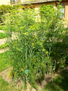 Fennel in the physic garden of the Hôtel-Dieu in Tournus (Saône-et-Loire, France). Identified by its botanic label. photo