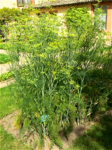 Fennel in the physic garden of the Hôtel-Dieu in Tournus (Saône-et-Loire, France). Identified by its botanic label.
