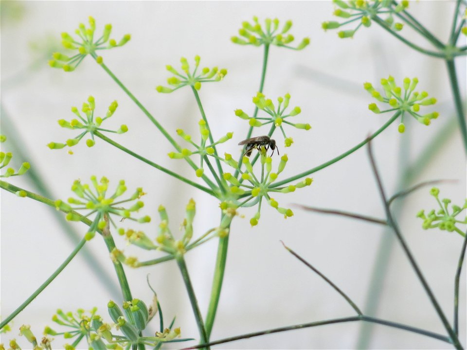 Pollination of foeniculum vulgare.