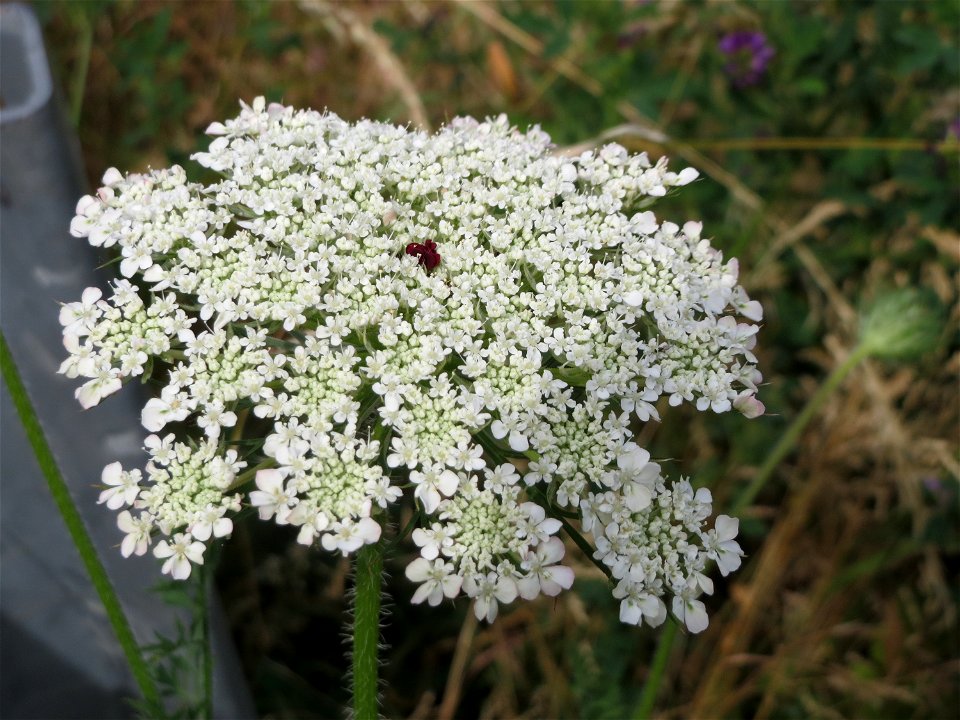 Wilde Möhre (Daucus carota) am Osthafen Saarbrücken