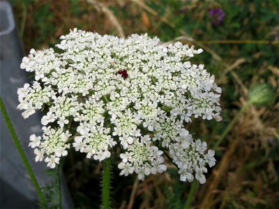 Wilde Möhre (Daucus carota) am Osthafen Saarbrücken