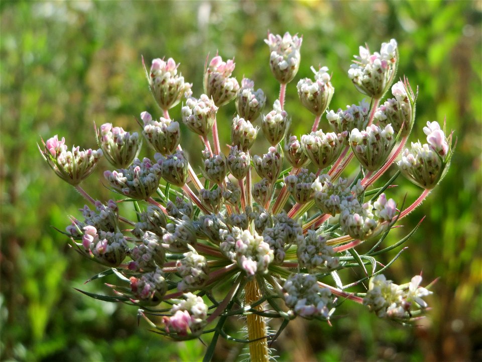 Wilde Möhre (Daucus carota) in Hockenheim