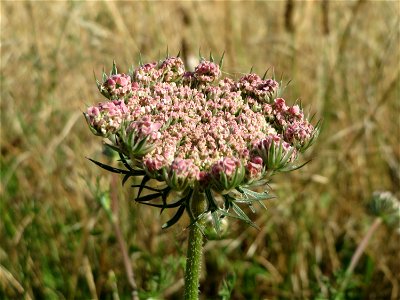 Wilde Möhre (Daucus carota) in Hockenheim