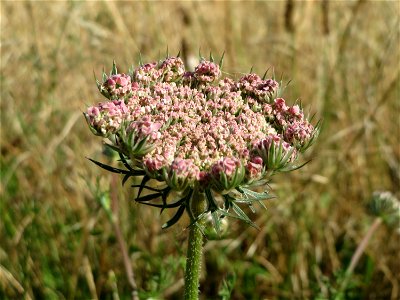 Wilde Möhre (Daucus carota) in Hockenheim photo