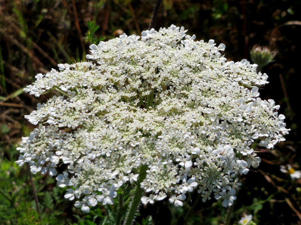 Wilde Möhre (Daucus carota) in Hockenheim