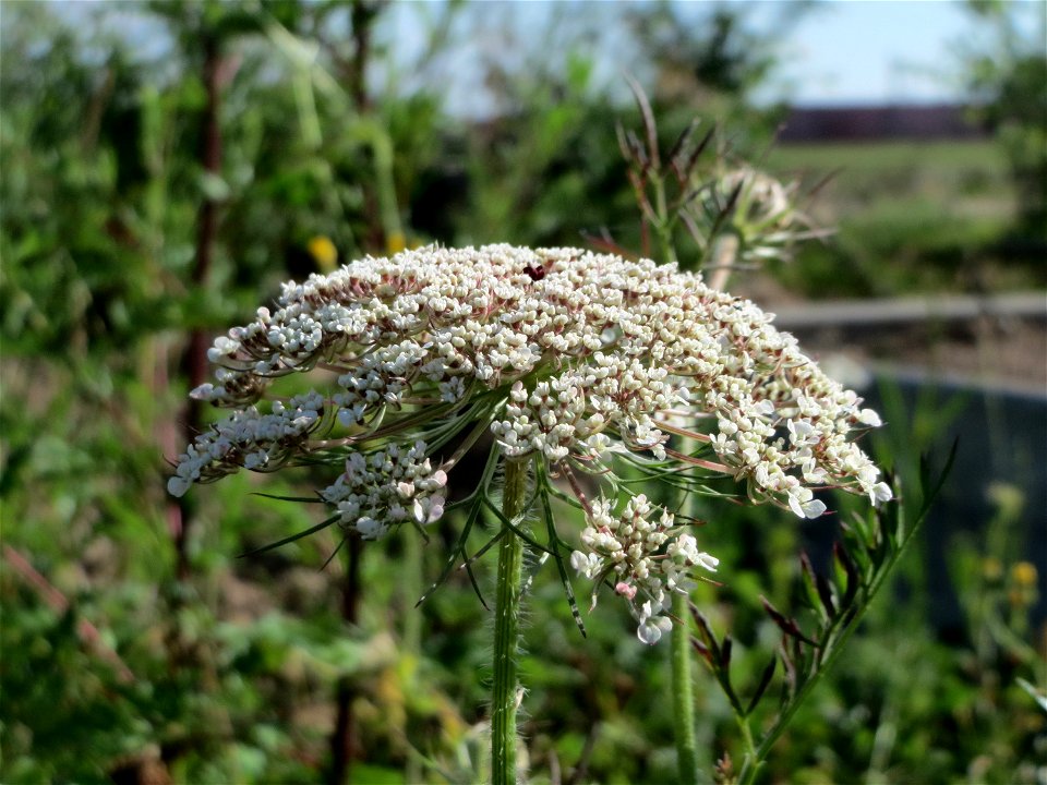 Wilde Möhre (Daucus carota) in Hockenheim photo