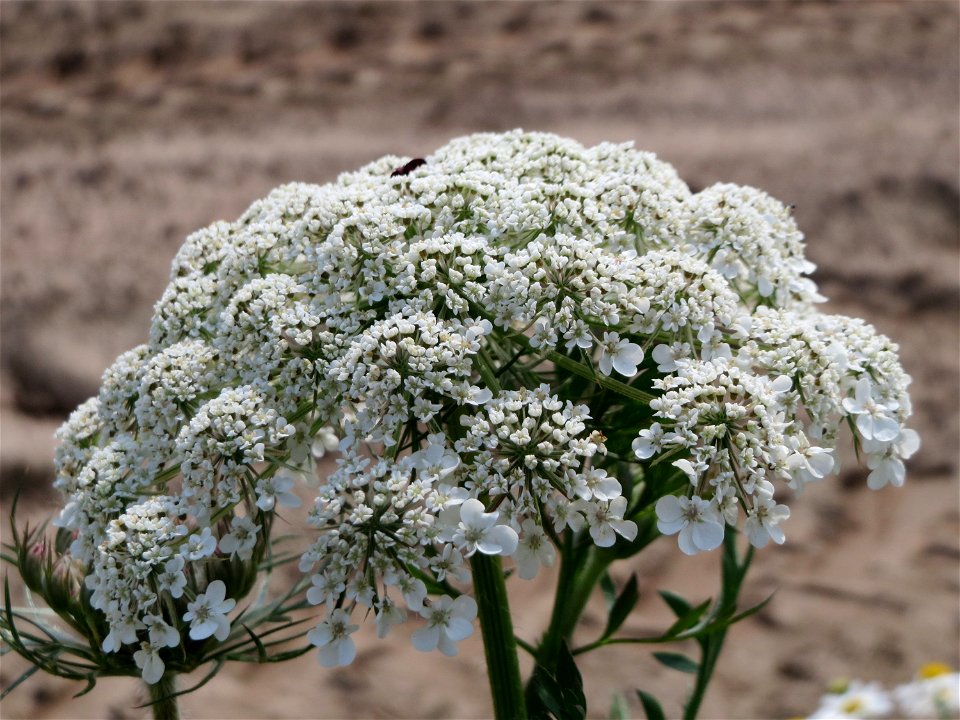 Wilde Möhre (Daucus carota) bei Hockenheim