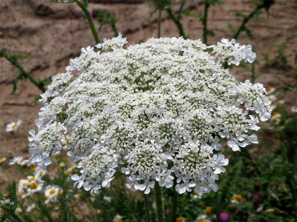 Wilde Möhre (Daucus carota) bei Hockenheim