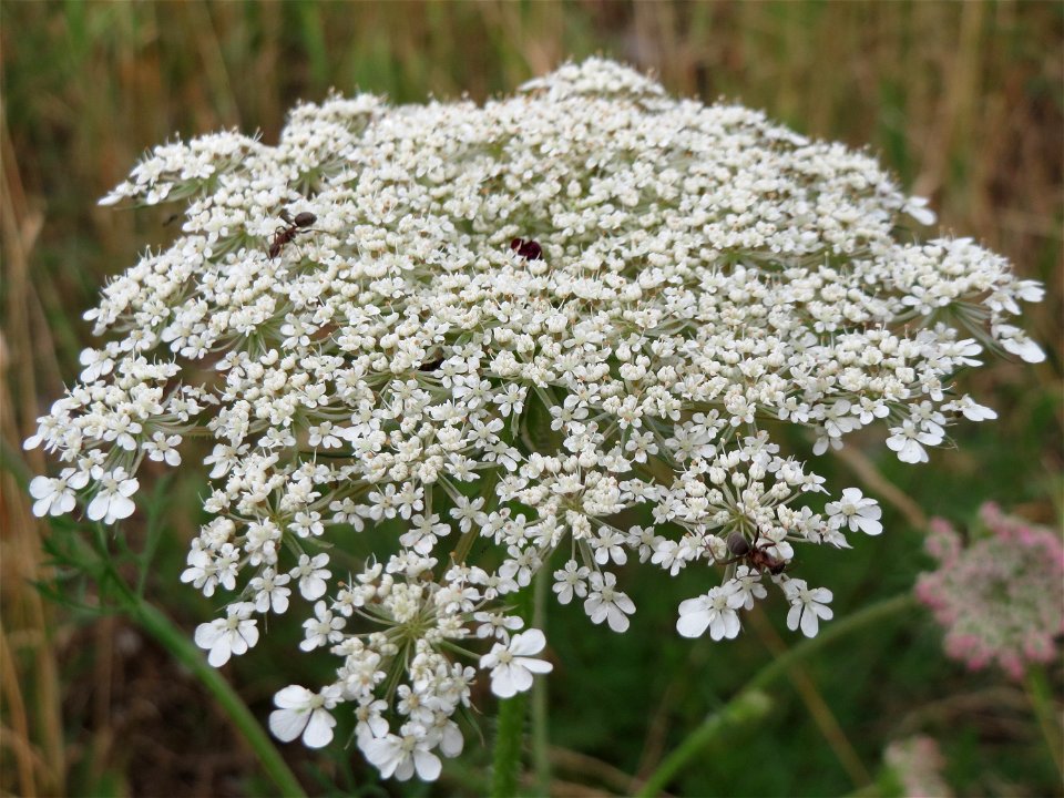 Wilde Möhre (Daucus carota) am Bahnhof Wiesental