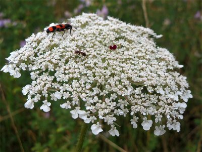 Wilde Möhre (Daucus carota) am Bahnhof Wiesental