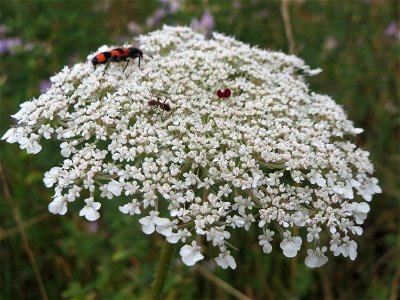 Wilde Möhre (Daucus carota) am Bahnhof Wiesental photo