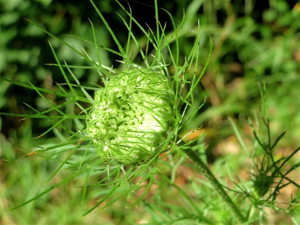 Wilde Möhre (Daucus carota) im Schwetzinger Hardt photo