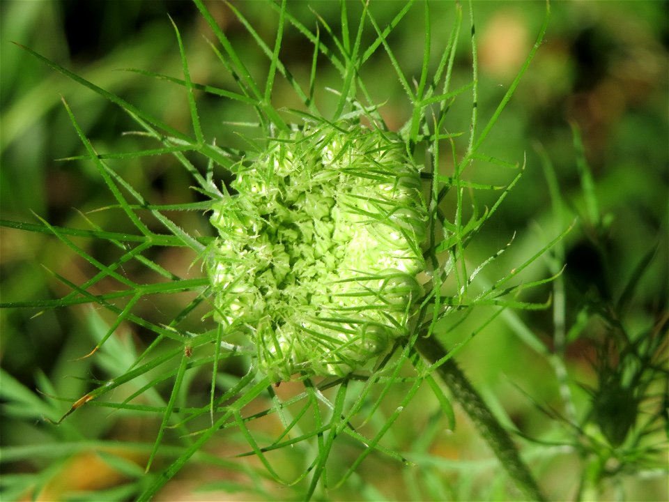 Wilde Möhre (Daucus carota) im Schwetzinger Hardt