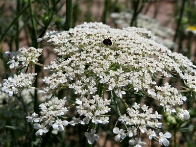 Wilde Möhre (Daucus carota) bei Hockenheim