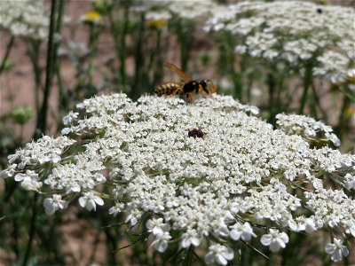 Wilde Möhre (Daucus carota) bei Hockenheim photo