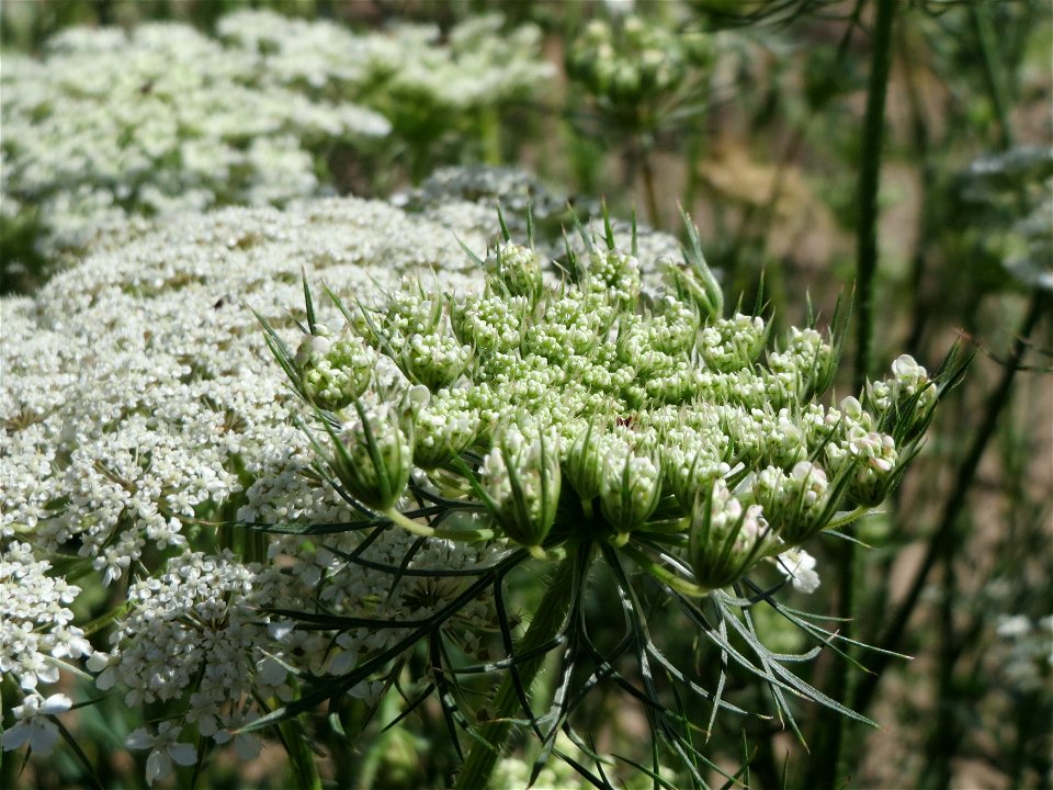 Wilde Möhre (Daucus carota) bei Hockenheim