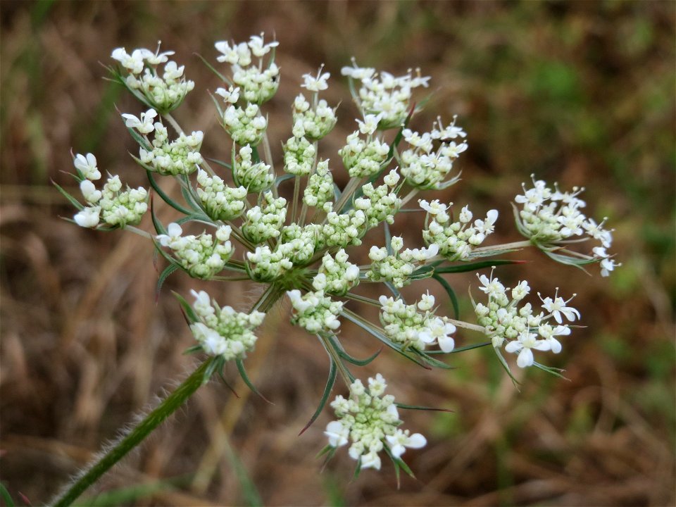 Wilde Möhre (Daucus carota) in Hockenheim-Talhaus