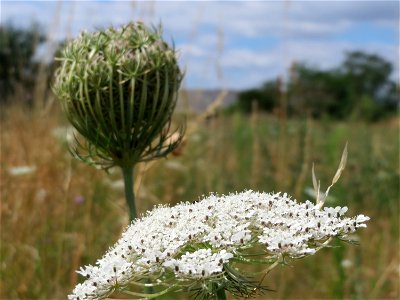 Wilde Möhre (Daucus carota) in Hockenheim-Talhaus