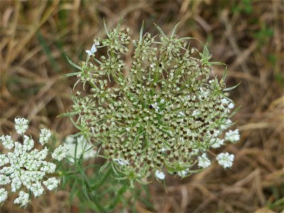 Wilde Möhre (Daucus carota) in Hockenheim-Talhaus