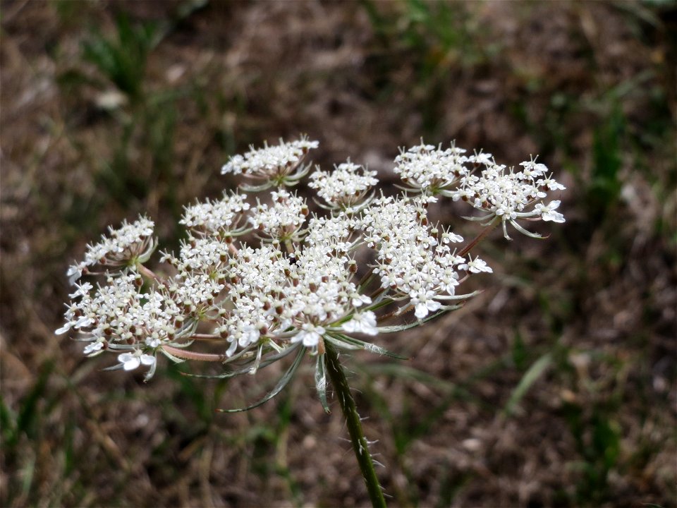 Wilde Möhre (Daucus carota) in Hockenheim