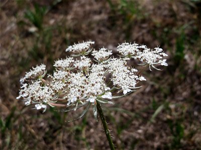 Wilde Möhre (Daucus carota) in Hockenheim