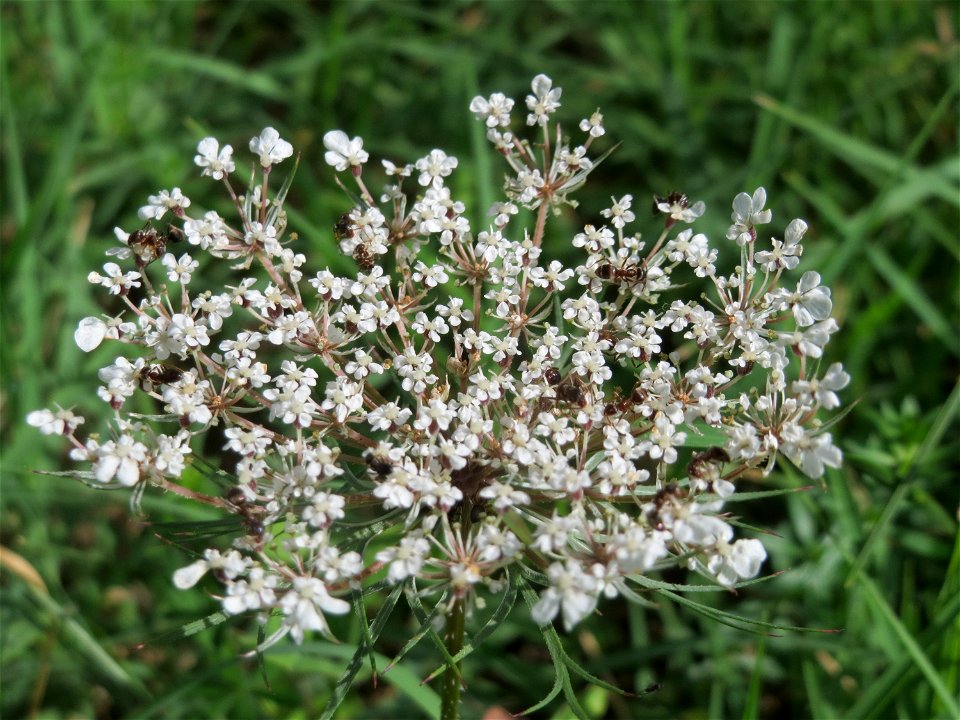 Wilde Möhre (Daucus carota) in Hockenheim